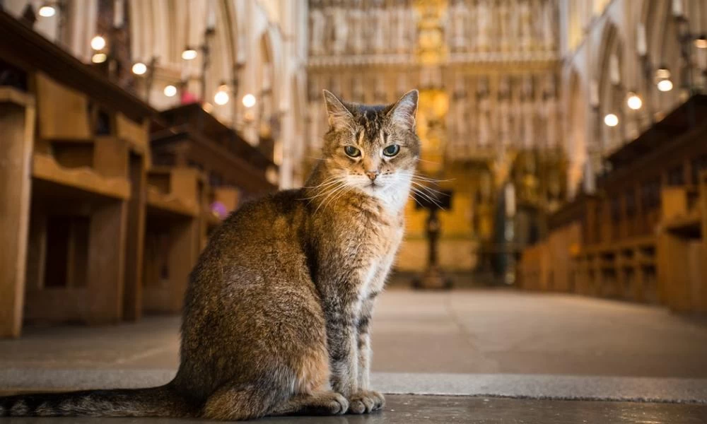 Αγγλία: Στο Καθεδρικό του Σάδορκ έκαναν μνημόσυνο για έναν γάτο!